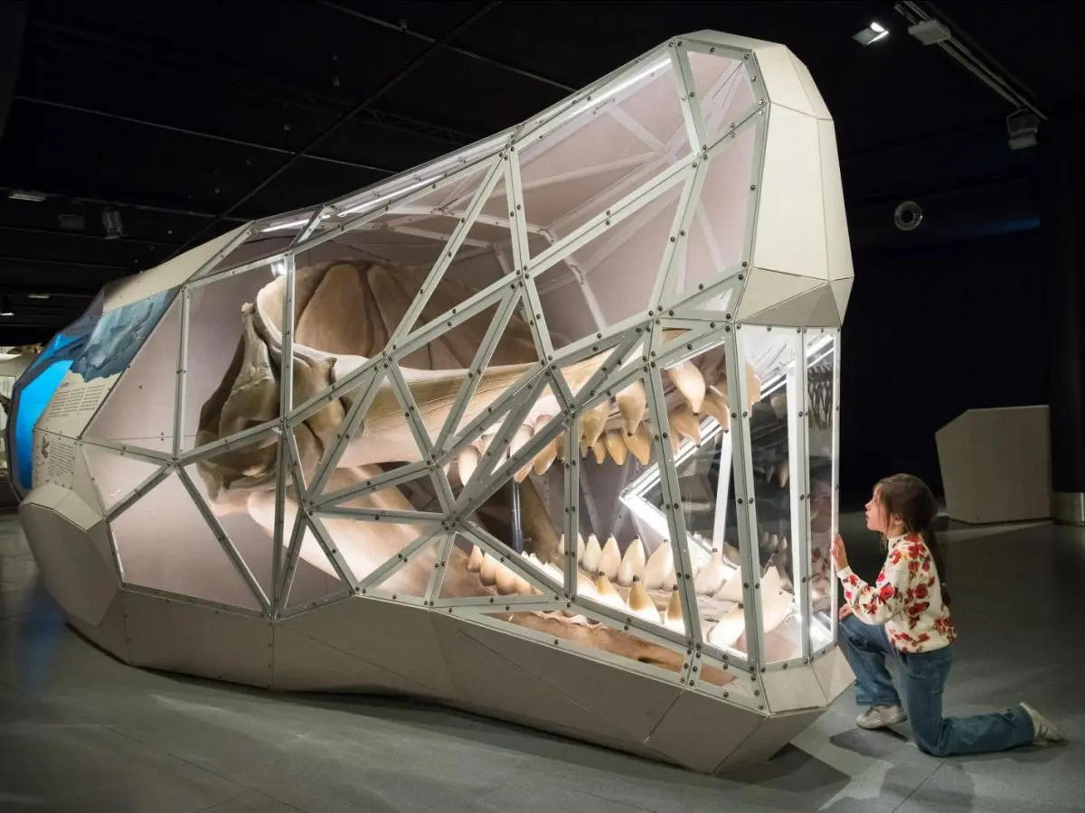 Muséum de Toulouse avec des ados