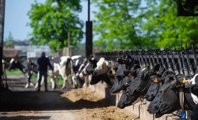 la ferme de Tartifume près de Bordeaux