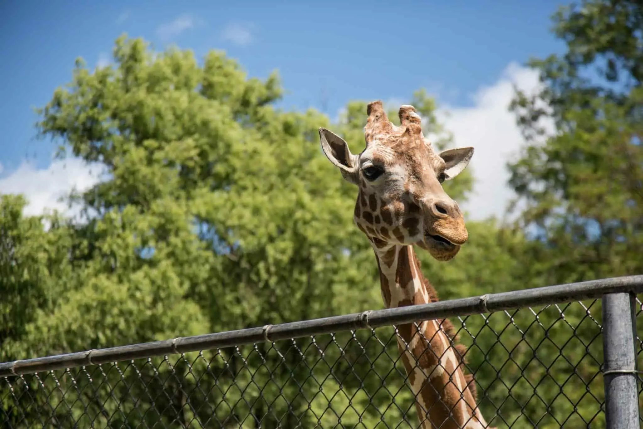 Zoo de Lunaret Montpellier avec enfants