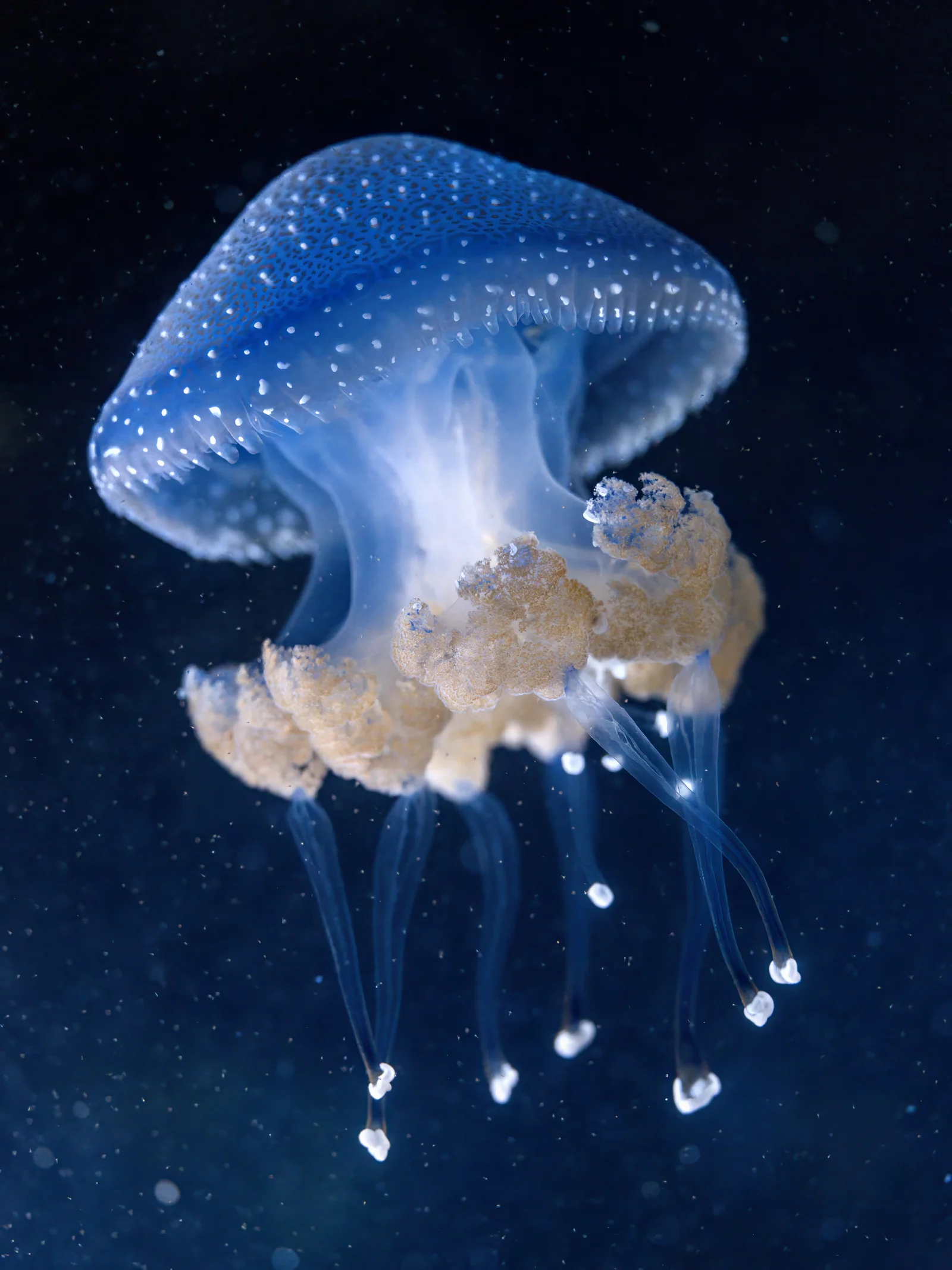 Méduses Phyllorhiza punctata photographiées à Nausicaá