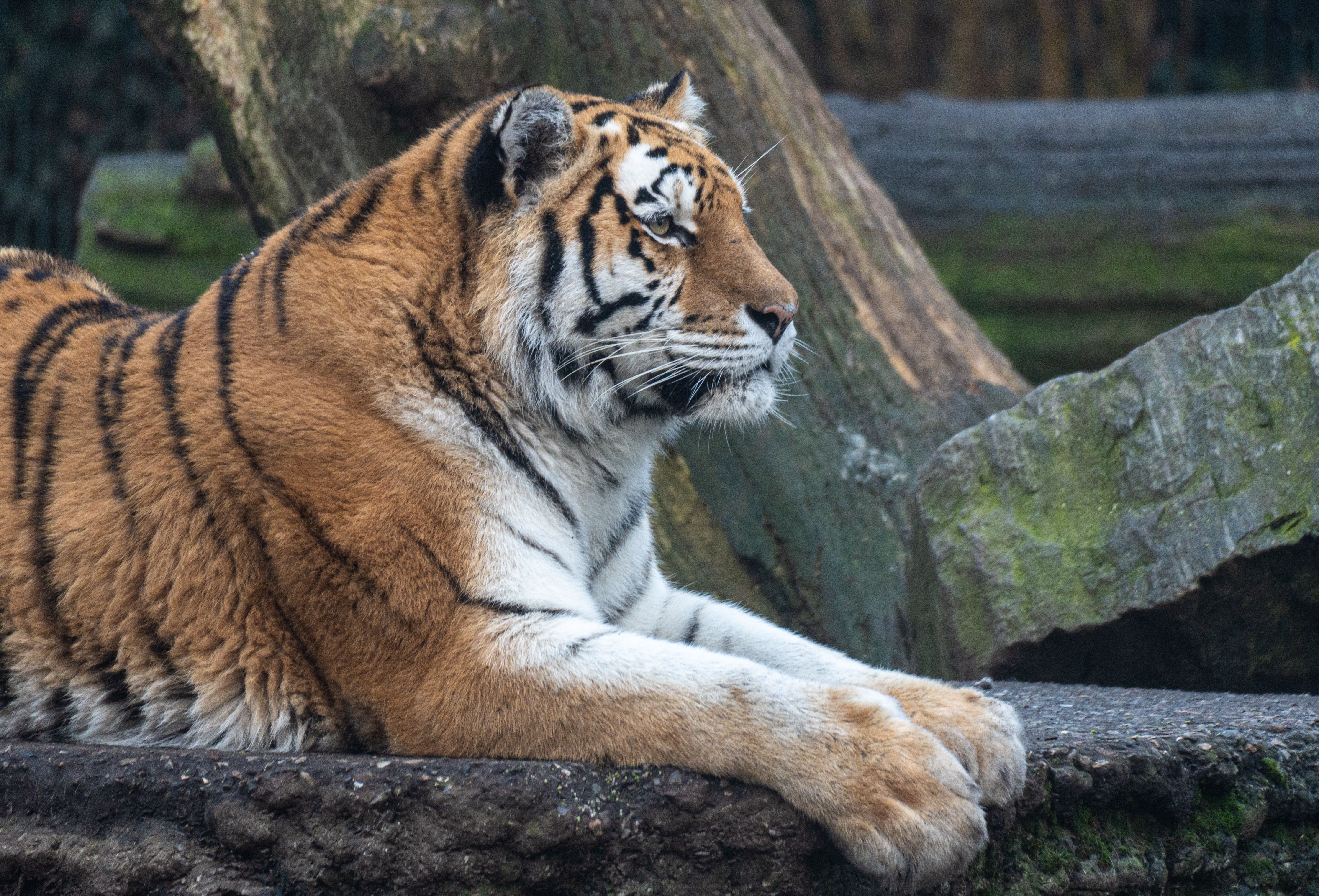 Safari familial en parc animalier