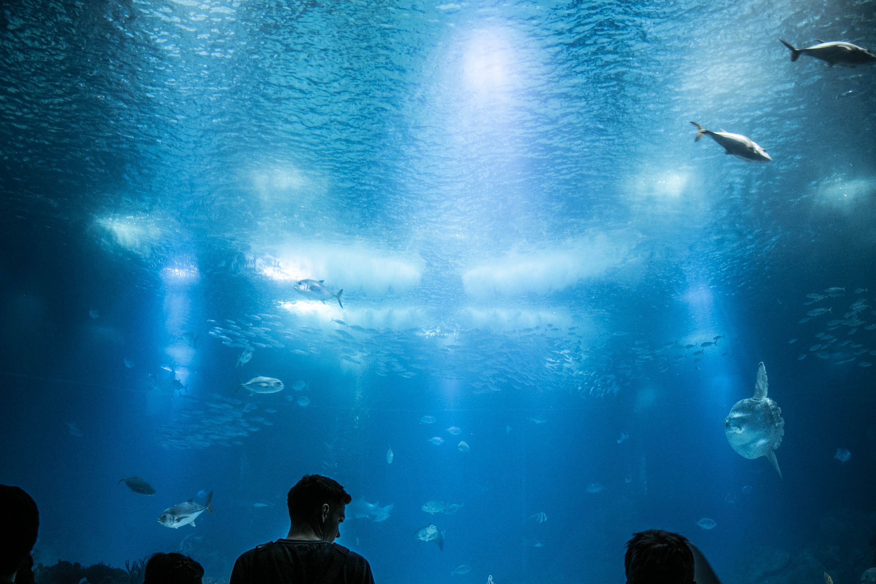 Enfant devant une sortie aquarium couverte