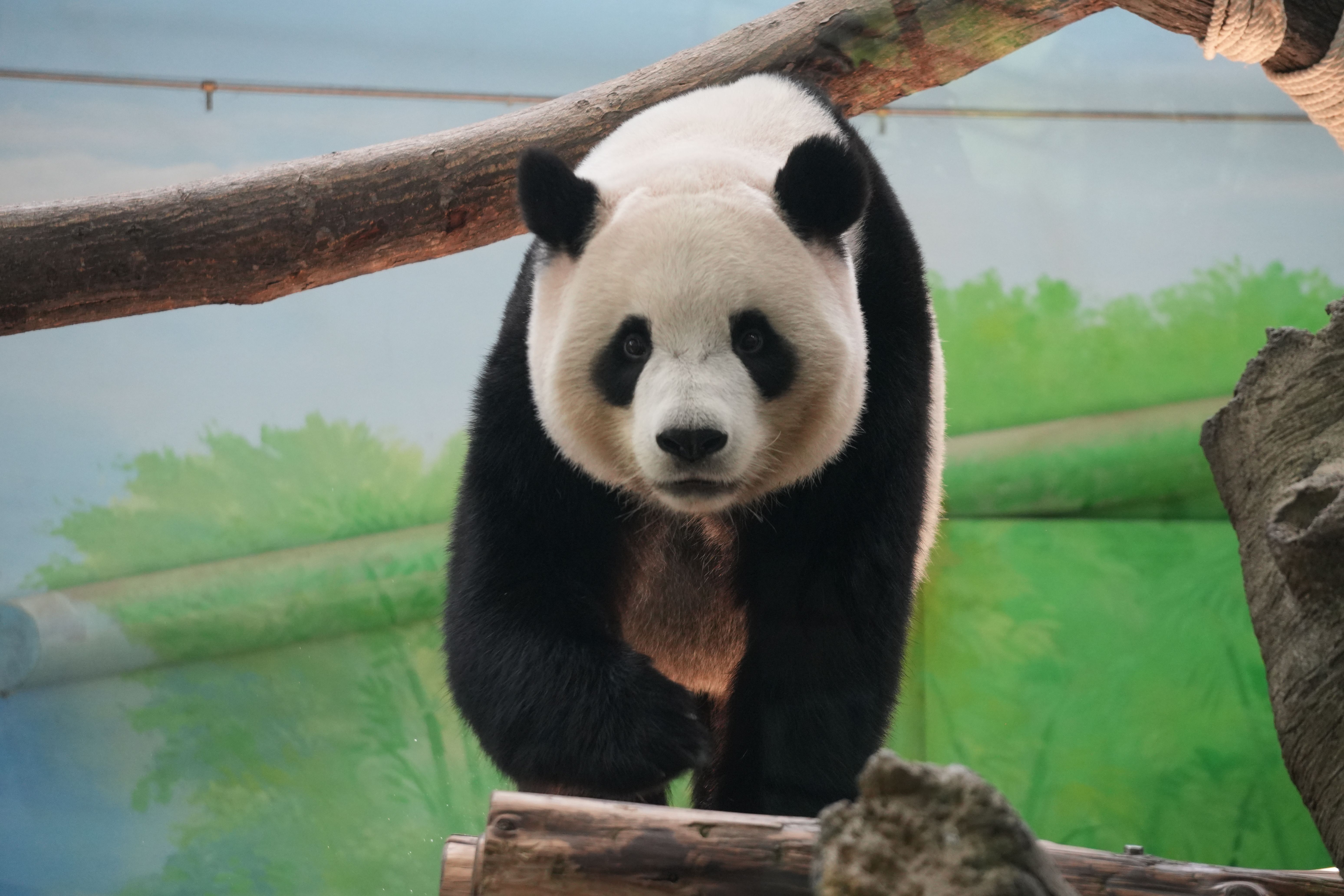 Panda dans un zoo, symbole des grands parcs animaliers