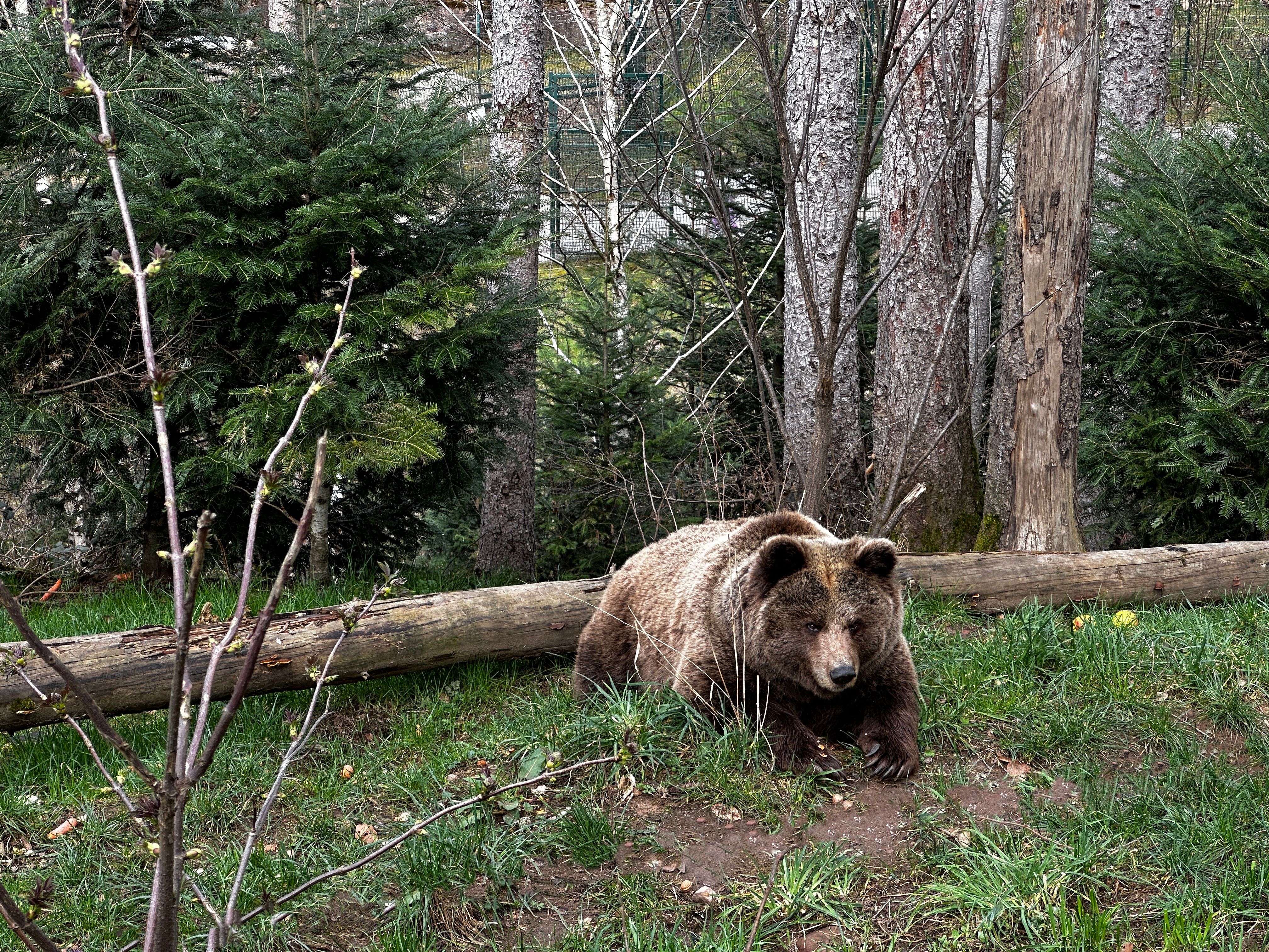 Parc animalier des Pyrénées avec des enfants