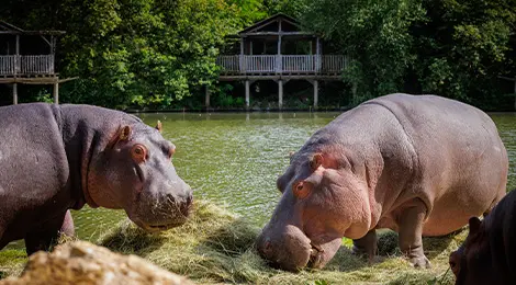 Le PAL zoo et parc d'attractions en famille