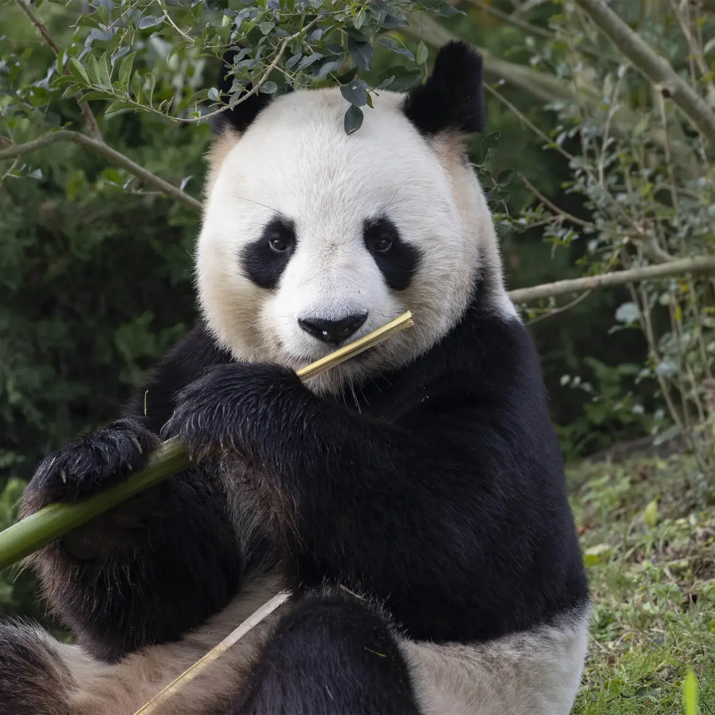 ZooParc de Beauval
